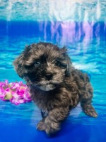 Blue Eyed Baby with Merle coloring Shih Poo for sale/adoption