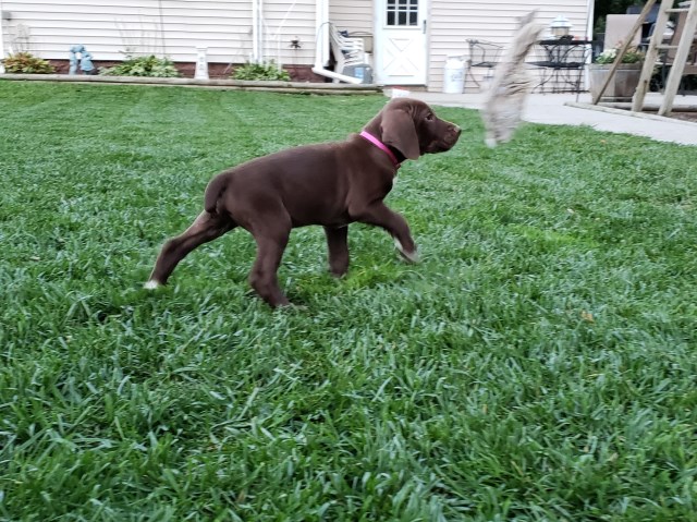 German Shorthaired Pointer puppy for sale + 53873