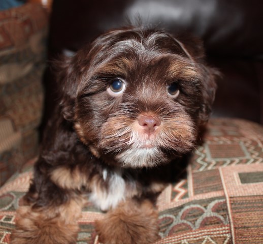 Chocolate Havanese/Yorkie Male Puppy