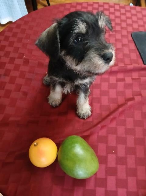 Schnauzer small