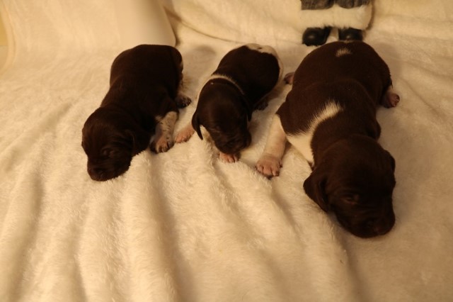 German Shorthair Puppies