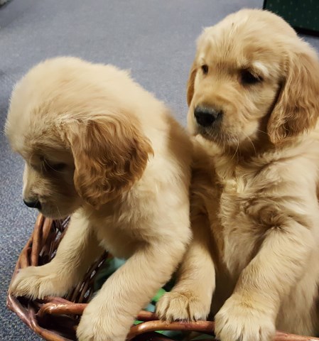 AKC Golden Retriever Puppies