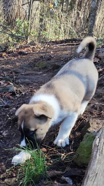 Three Husky puppies (1)m, (2)f