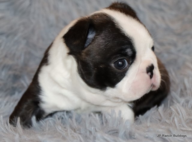 Happy and Beautiful AKC Boston Terrier Puppies