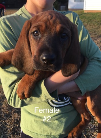 Redbone Coonhound puppy for sale + 54548