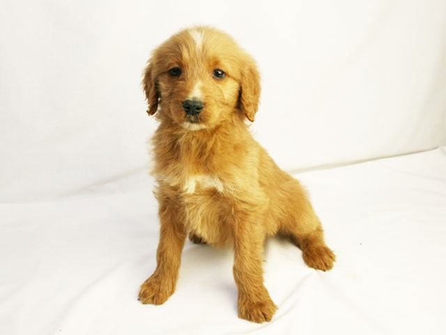 Goldendoodle puppy for sale + 59759