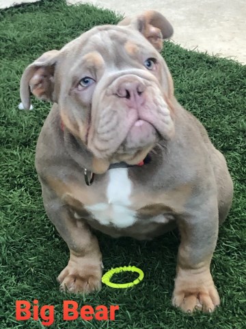 English Bulldog puppy for sale + 60221