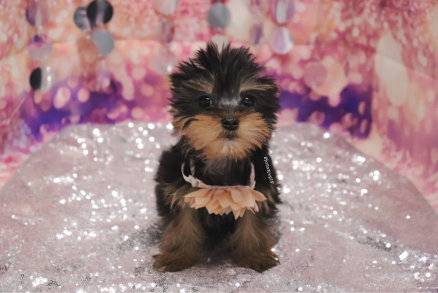 Yorkshire Terrier - Peony - Female