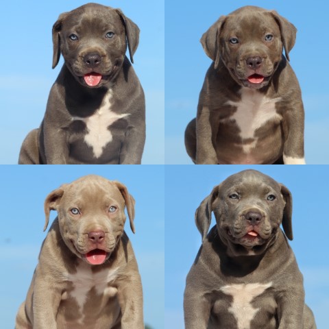 XL AMERICAN BULLY PUPPIES