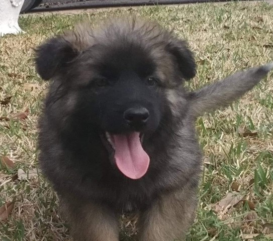 German Shepherd Dog puppy for sale + 61575