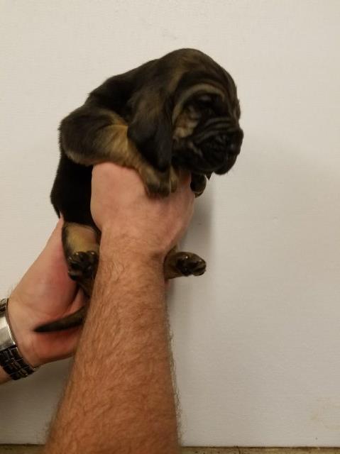 Bloodhound puppy for sale + 51406