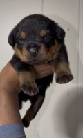 ROTTWEILER PUPPIES Rottweiler for sale/adoption