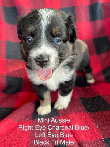 Australian Shepherd Dog puppy for sale + 63446