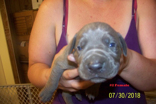 Great Dane puppy for sale + 53498