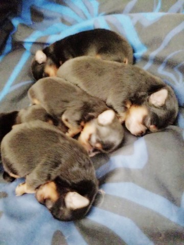 Yorkshire Terrier puppy for sale + 52856