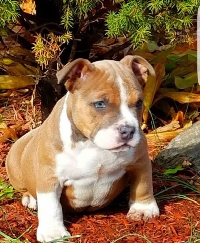 American Pit Bull Terrier puppy for sale + 47847