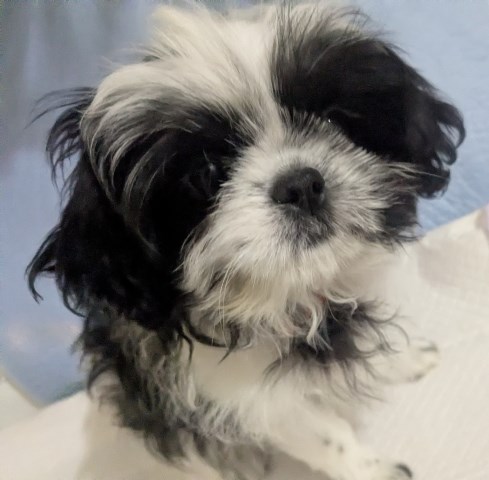 Shih Tzu puppy for sale + 66882