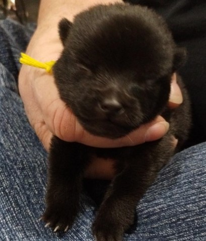 AKC Schipperke Champion sired/ lines