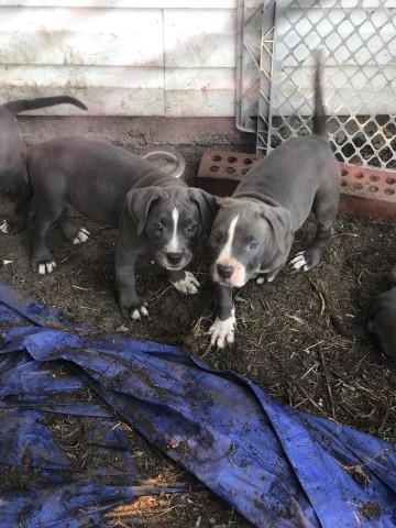 Blue Nose / Blue Pit Bull Puppies