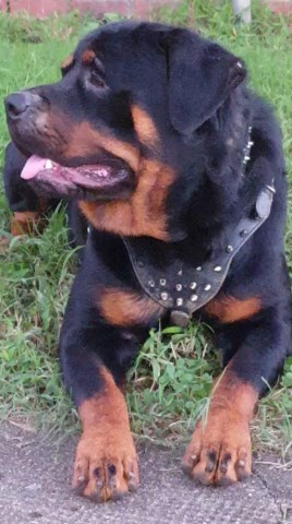 Purebred German rottweiler puppies