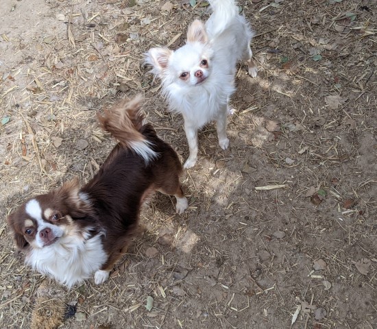 Chihuahua puppy for sale + 65091