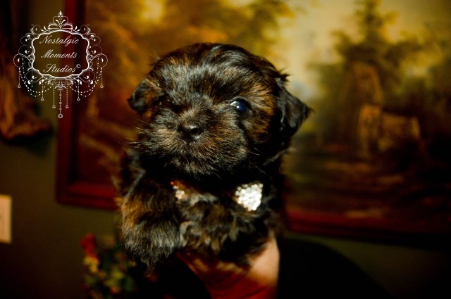Maltese puppy for sale + 52737