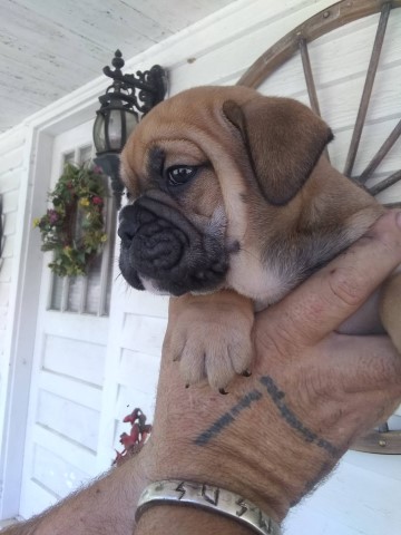 English/Boxer Female Bulldog Puppy (Last One!!!)