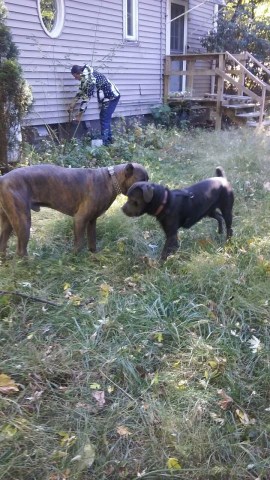 Cane Corso puppy for sale + 48211