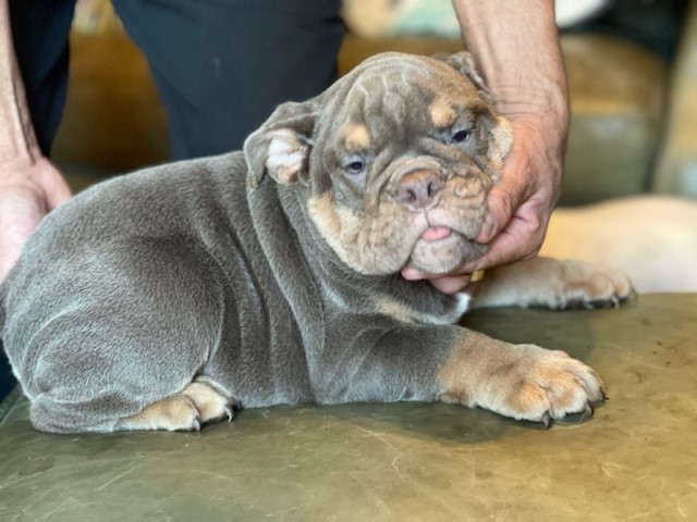 English Bulldog puppy for sale + 60003