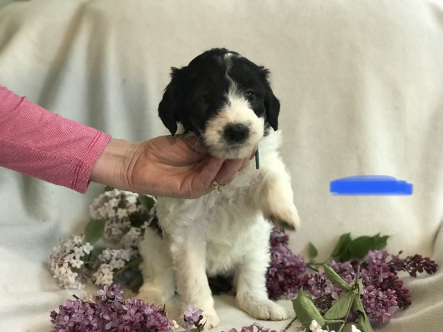Black/white Pyredoodle ready to head home May 22! Blue Collar