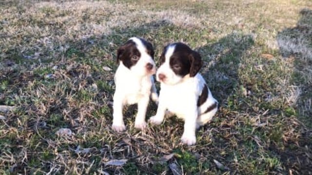 English Springer Spaniel puppy for sale + 55255