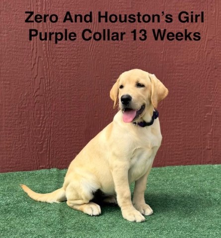 Labrador Retriever puppy for sale + 67150