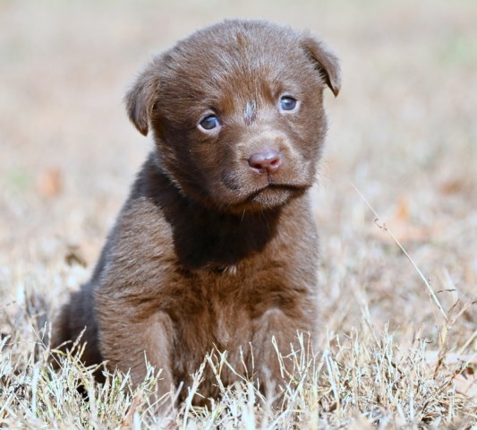 AKC Chocolate Labrador Retriever Puppy for Sale