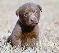 AKC Chocolate Labrador Retriever Puppy for Sale Labrador Retriever for sale/adoption
