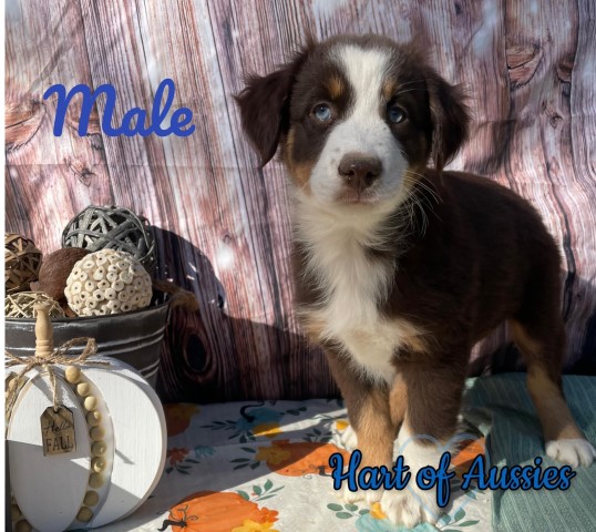 Australian Shepherd Dog puppy for sale + 63784