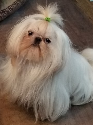 Shih Tzu Puppy Dog For Sale In Corpus Christi Texas
