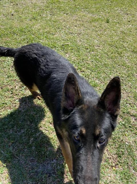 German Shepherd Dog puppy for sale + 61591