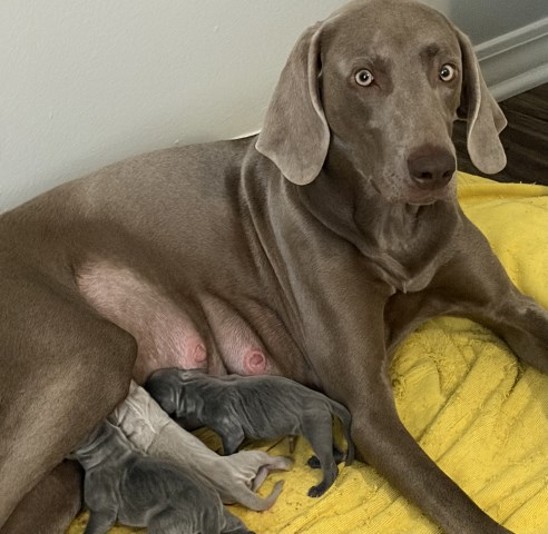 Weimaraner puppy for sale + 67169