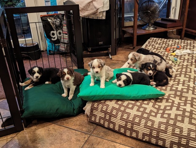 Mini Aussie Puppies