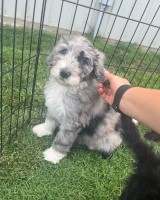 Leakes bernedoodles- Bean Poodle Standard for sale/adoption