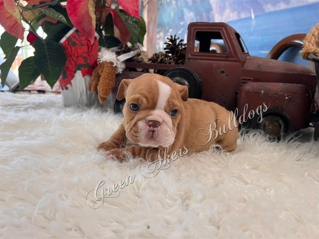 English Bulldog puppy for sale + 65530