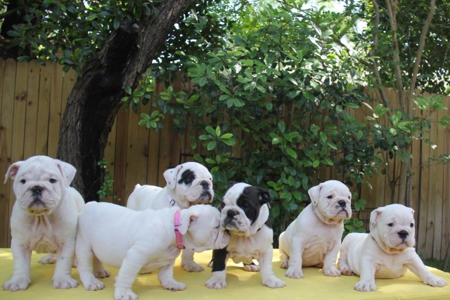 AKC ENGLISH BULLDOG PUPS