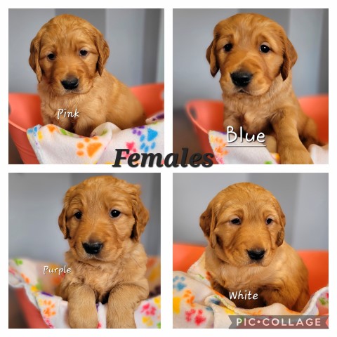 Dark Red Golden Retriever Puppies