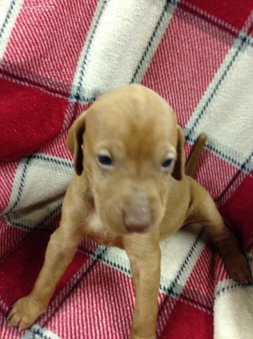 vizsla puppies for sale