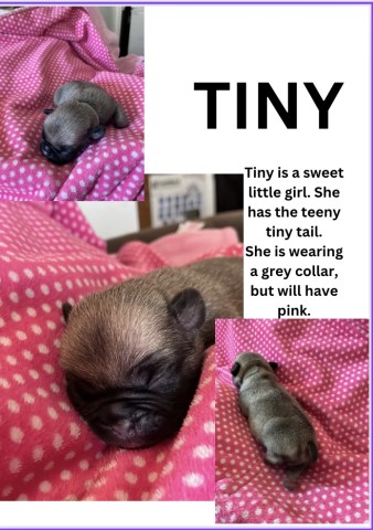 Pug puppy for sale + 66101