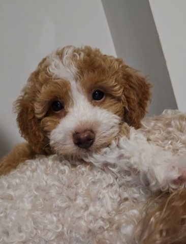 Ruby ( female) ( Miniature Poodle)