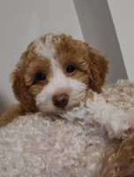 Ruby ( female) ( Miniature Poodle) Poodle Miniature for sale/adoption