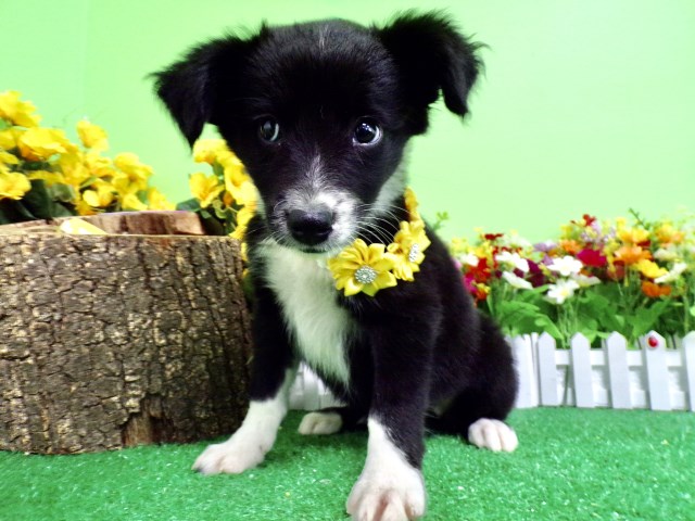 Labrador Retriever puppy for sale + 66734