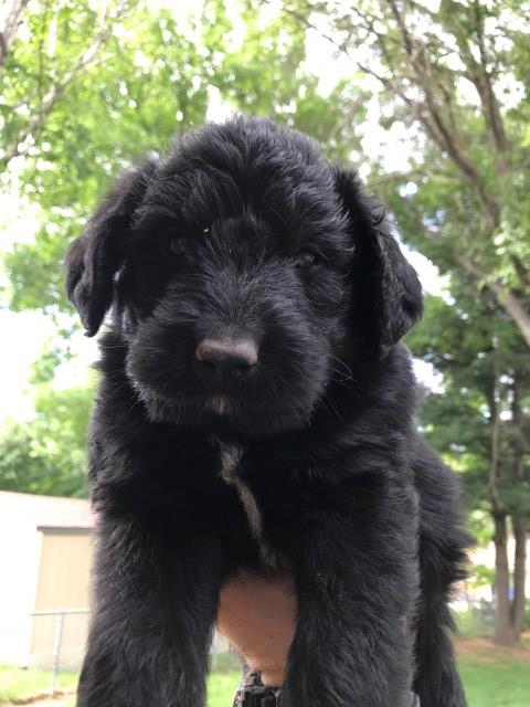 Labradoodle puppy for sale + 52878