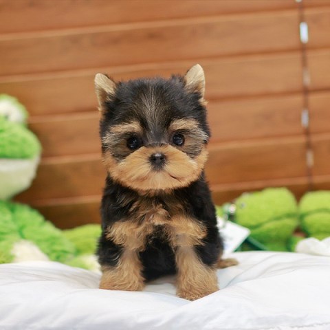 Yorkshire Terrier puppy for sale + 66898